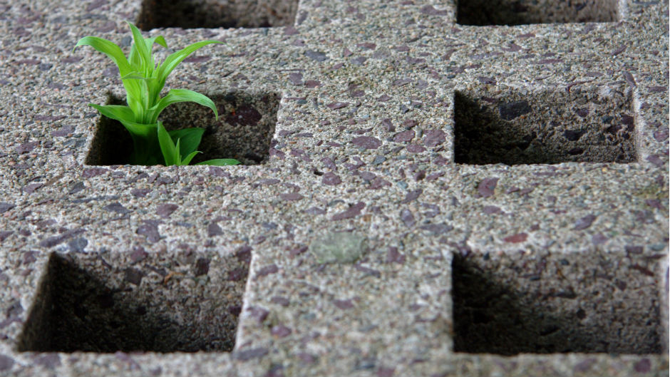 Planta brota de espaços de concreto